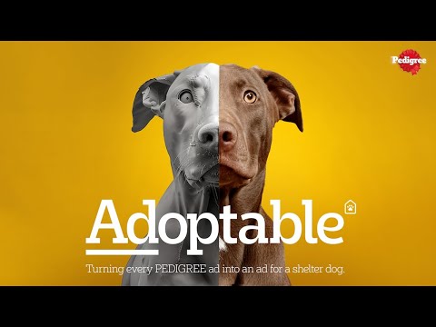 Pedigree - Adoptable (case study)