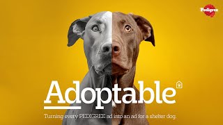 Pedigree - Adoptable