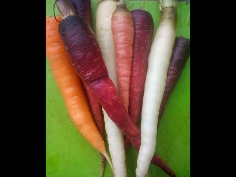 How to Grow Rainbow Carrots   seed to harvest