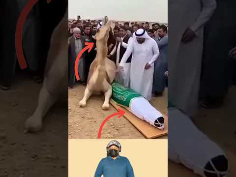 بعض المشاهد تذكّرك أن الإنسانية لا تقتصر على البشر #اكسبلور #اقتباسات #لايك #animals