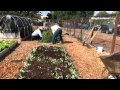 Growing tomatoes with little water by dry farming ...