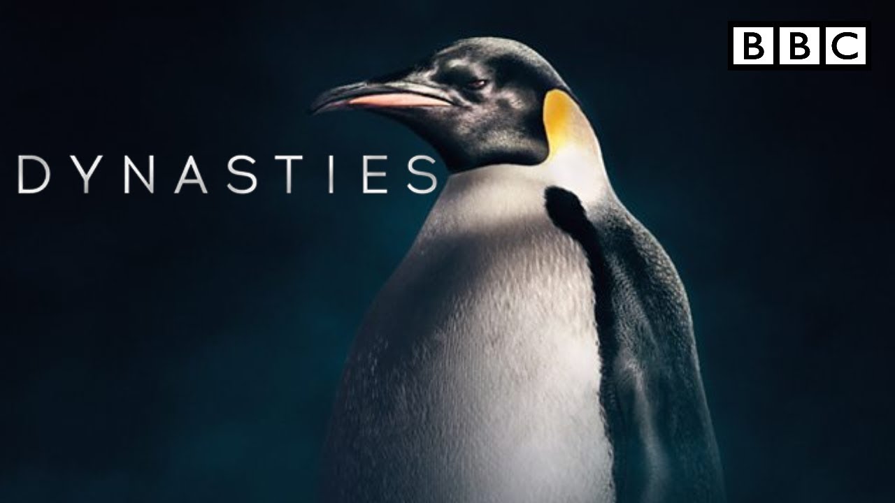 BBC America Dynasties penguins | BBC Dynasty trailer | Emperor penguin | Episode 2 - The Survivor