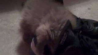 Pomeranian puppy in my sneaker