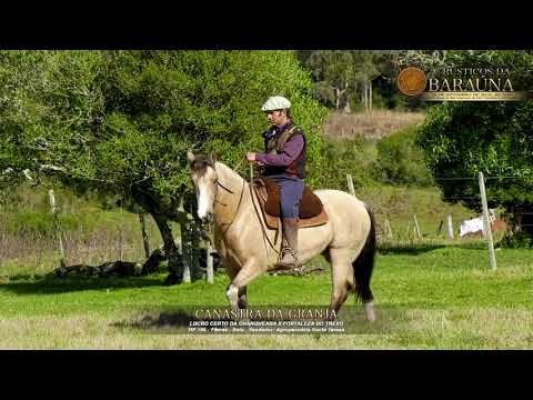 Canastra da Granja   5º Leilão de Rústicos da Baraúna, 29 09 18