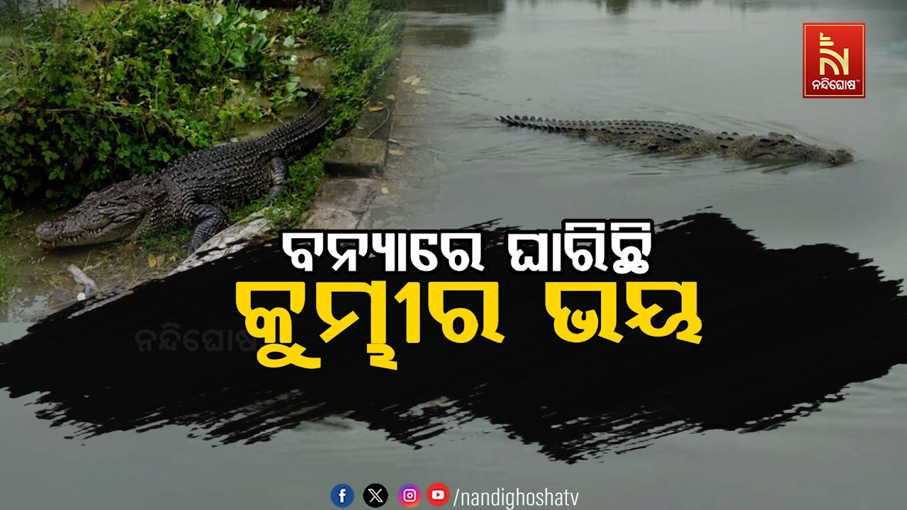 ବନ୍ୟାରେ ଘାରିଛି କୁମ୍ଭୀର ଭୟ | NandighoshaTV
