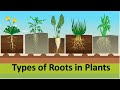 Types Of Roots In Plants Taproot Fibrousroot Adventitiousroot Tuberousroot Etoddlers