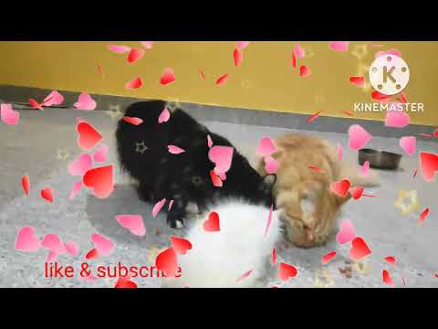 #abdulop# food eating cats//