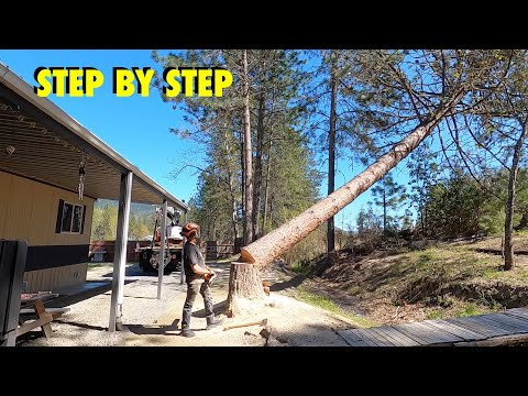 Pulling Trees AGAINST their LEANS