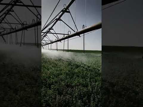 rasas water from Saudi Arab