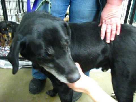 Stevie, an adopted Labrador Retriever Mix in Kittanning, PA_image-1
