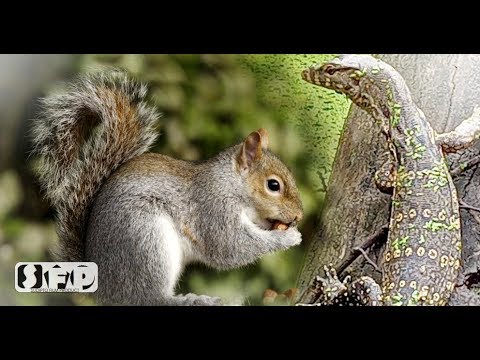 The Indian palm squirrel and the Monitor lizard #Squirrel #Monitorlizard #Wildlife