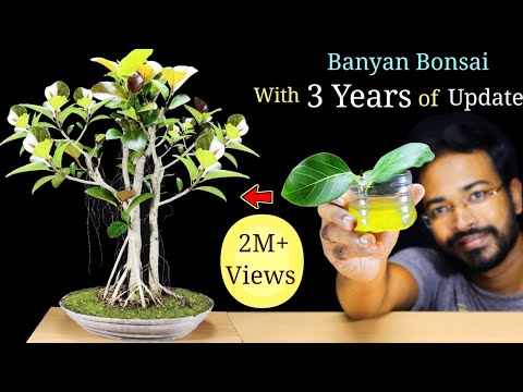 , title : 'How to EASILY make a Bonsai Tree  | Banyan Bonsai | Best Bonsai Tree for Beginners'