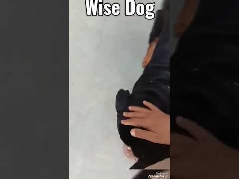 So High | Dukki tikki | Sidhu Moose Wala ||#dogs #rottweiler #viral #trending