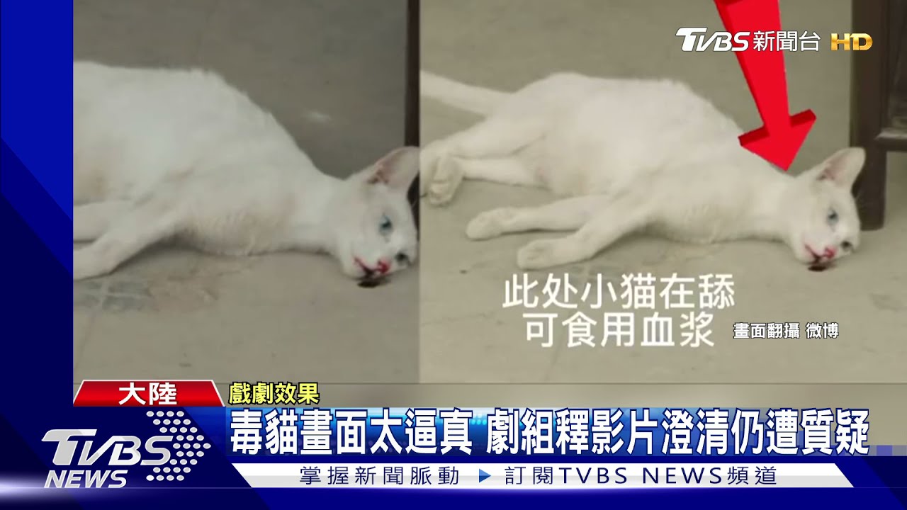 毒貓來真的? 歐陽娣娣陸出道劇《當家主母》網友怒喊抵制