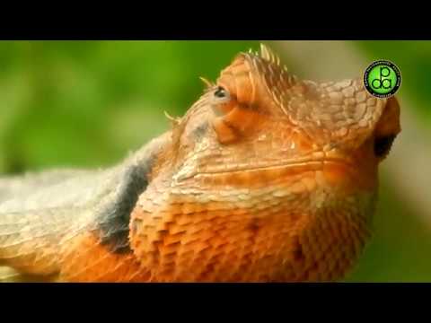 Wild-beauty & Wildlife of Buxa Tiger Reserve, Alipurduar, Duars