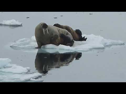 Walrus, Odobenus rosmarus, mother nursing calf, Spitsbergen, Svalbard, Norway, 15 June 2015 (2/4)