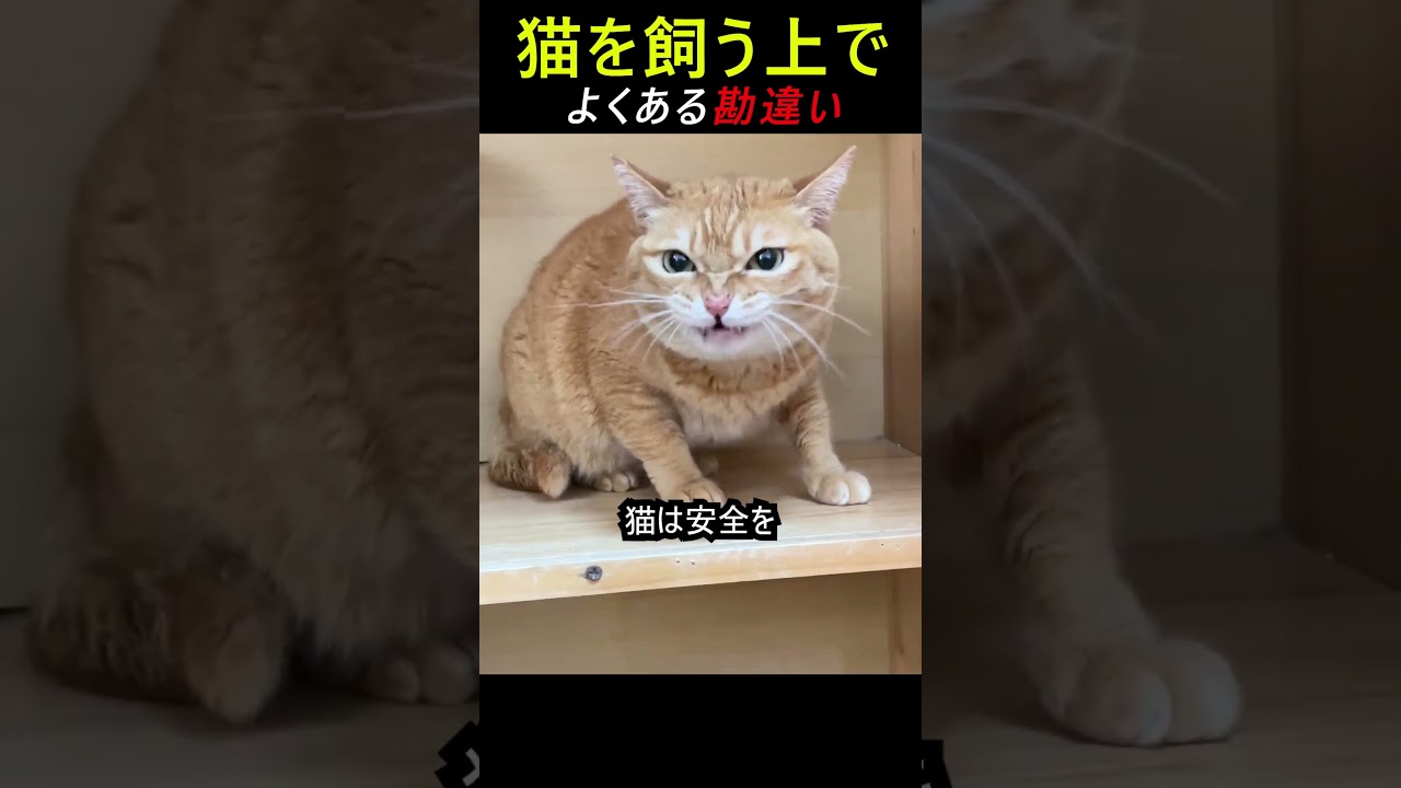 猫を飼う上でよくある勘違い