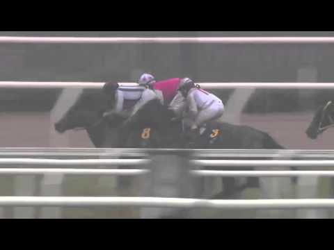 2014.10.12 Stockholm Fillies & Mares Stakes - Amie Noire