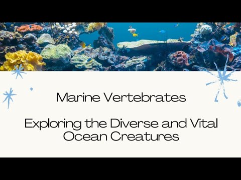 Marine Vertebrates | Exploring the Diverse and Vital Ocean Creatures