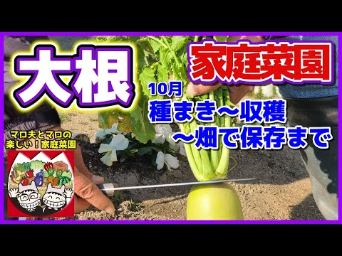 大根を摘む時期