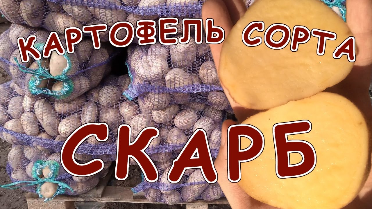 Картофель сорта Скарб