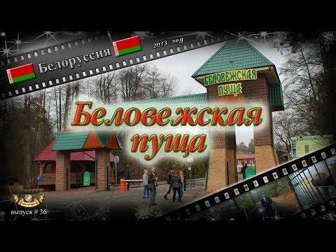 Беловежская пуща (Беларусь)