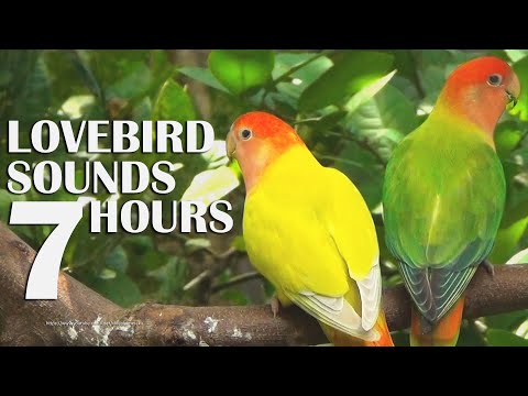 Lovebird's Sounds - Lemon & Melon - Rosy-faced Lovebird