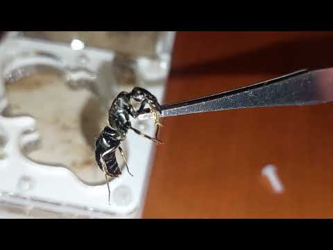 My African giant Paltothyreus tarsatus is dying 09/12/2023