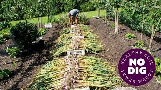 Grow garlic, an easy crop with no dig, hard or softneck, and tips for harvest