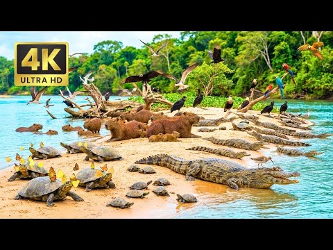 Hoh Rain Forest in Olympic National Park, captured in stunning 4K POV.