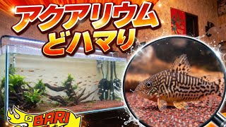 アクアリウムどハマり🐟