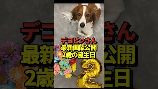 🐶大谷翔平が愛犬デコピンの2歳の誕生日に最新の写真を投稿！真美子夫人との長女出産以降としては初！#shorts #大谷翔平 #野球