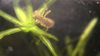 Newts Eat Nymphs