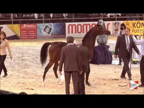 N.8 WESTURA - Wels 2015 - Fillies 1 year old (Class 2A)