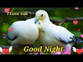 Good Night Video Good Night Status Good Night Song Good Night Photo Good Night