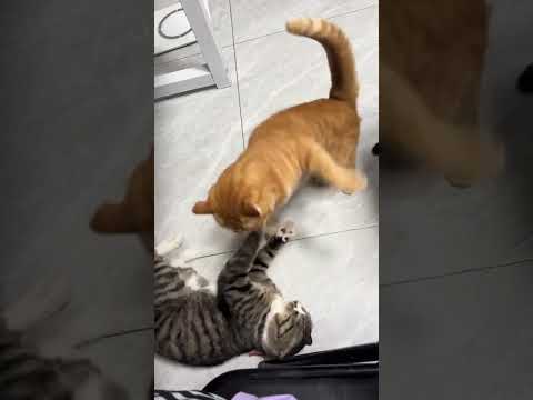 Cute kittens | Fun| playing #Cats #Kittens #Kitty #Cutecats #Smallcat