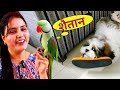 Parrot Pablo Ka Bhai Cute Puppy hai - शैतान बच्चा 😂🤣