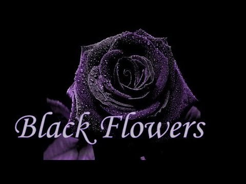Black Flowers- Svetlana (Lynn Miles cover )