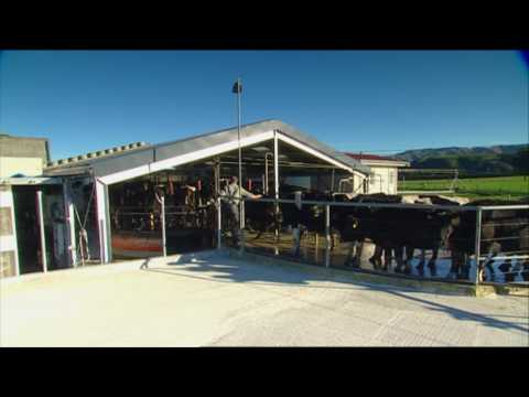 Stray Voltage in Milking Sheds