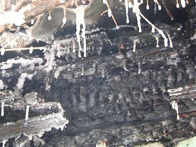 Горят дачные дома