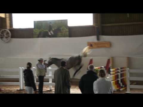 Freispringen "Birkenhof's Carlos D" Runde 1