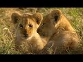 Little Lions Play Hide And Seek Little Big Cat BBC Earth Kids