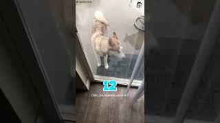 Husky's Hilarious Reaction To Almost Getting Hit By Lightning