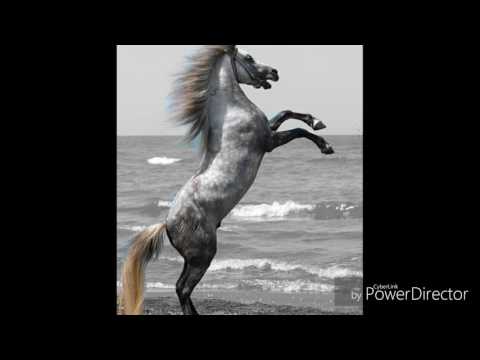 , title : 'ENDANGERED & EXTINCT.....Caspian Horse Breed'