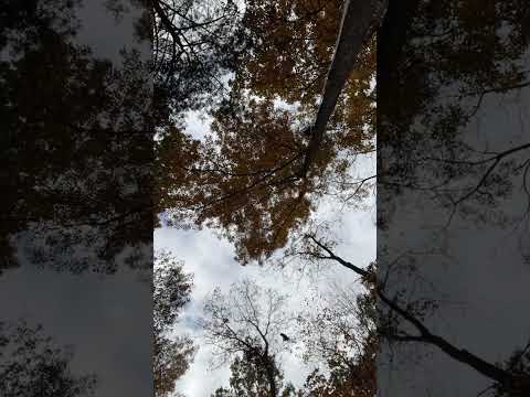 Highlight 1:25:30 - 1:30:28 from Enjoying the beautiful autumn leaves before they fall