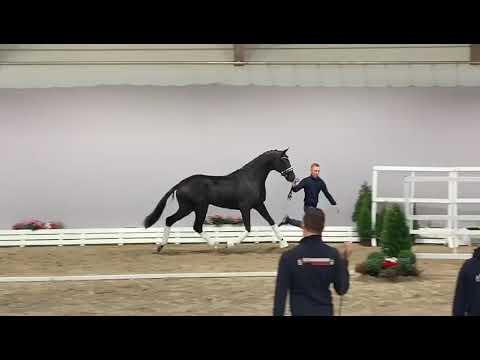 HP Valentino (Vitalis x Apache x Furst Romancier)