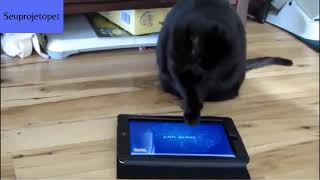 Cães e gatos fazendo coisas engraçadas2