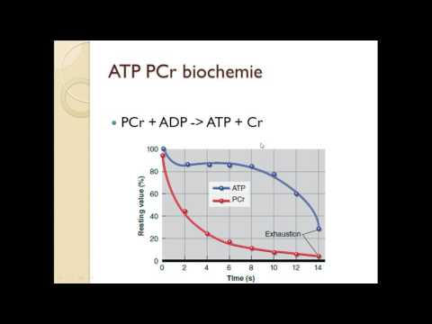 Fyziologie sportu - ENERGETICKÉ SYSTÉMY 1- ATP-fosfokreatin