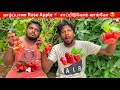 Jaffna Rose Apple Jaffna Home Garden Tour Jaffna Suthan