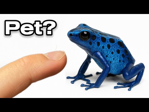 I Got a Pet Poison Dart Frog (yes, really)